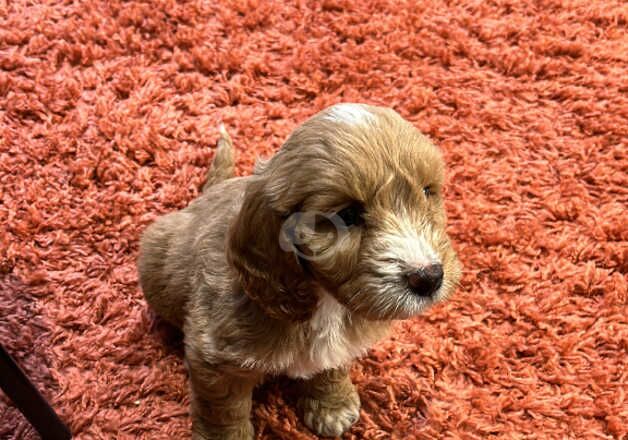 Cockapoo for sale in Coventry, West Midlands