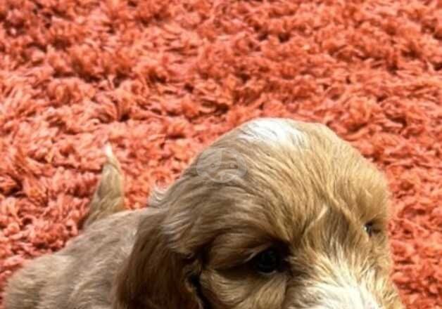 Cockapoo for sale in Coventry, West Midlands - Image 2