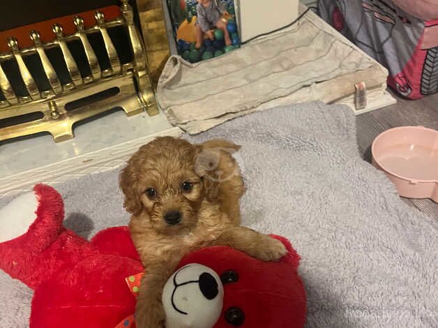 Cockapoo for sale in Craigavon - Image 1