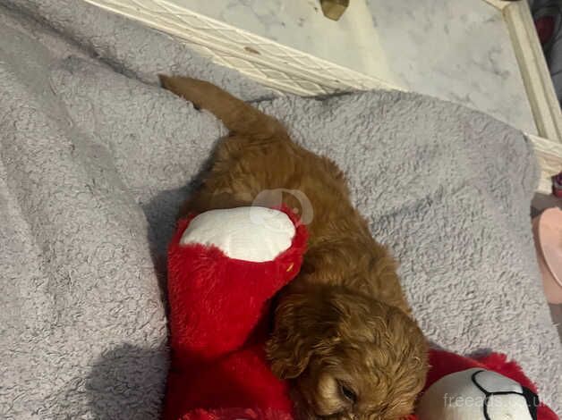 Cockapoo for sale in Craigavon - Image 2