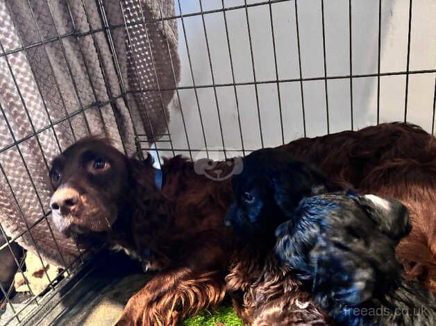 Cockapoo for sale in Swanley, Gloucestershire - Image 1