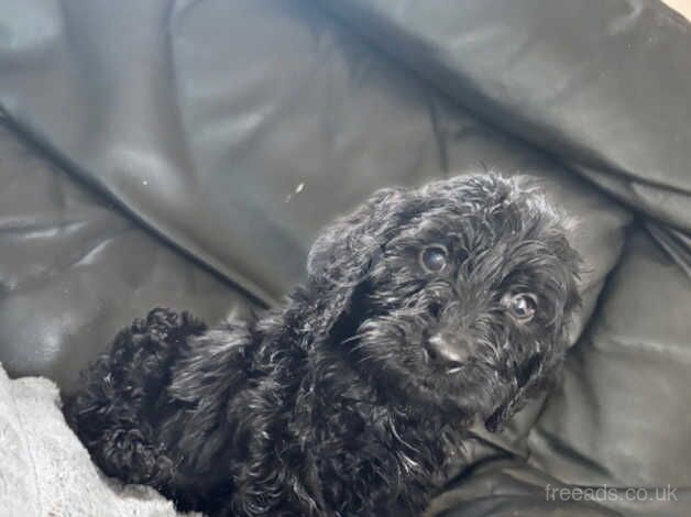 Cockapoo for sale in Swanley, Gloucestershire - Image 2