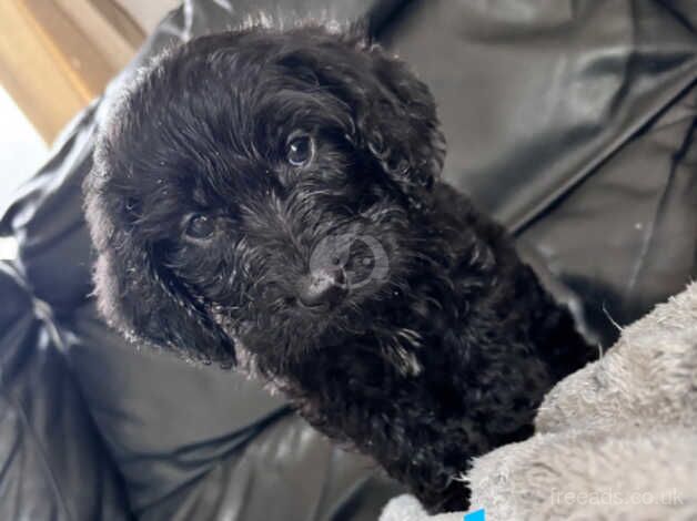 Cockapoo for sale in Swanley, Gloucestershire - Image 3