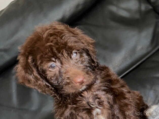 Cockapoo for sale in Swanley, Gloucestershire - Image 4