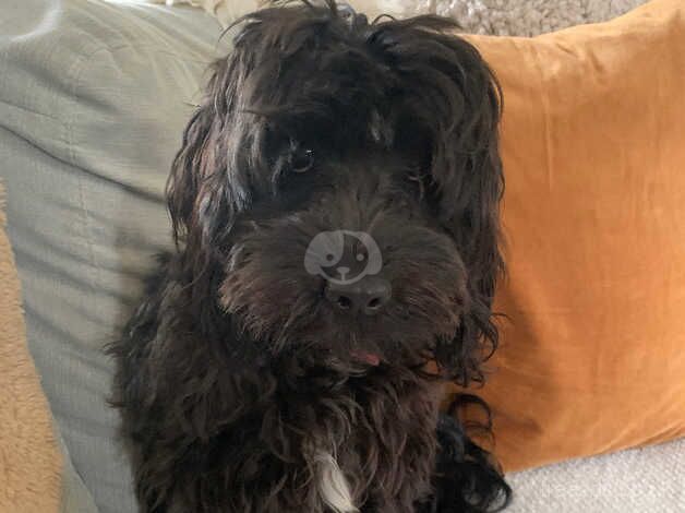 Cockapoo for sale in Exeter, Devon - Image 1