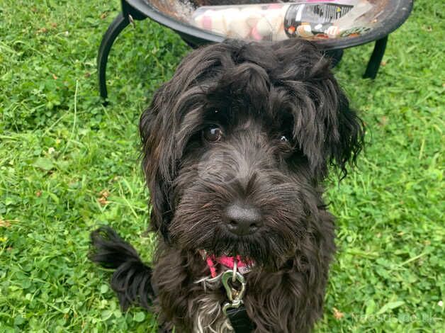 Cockapoo for sale in Exeter, Devon - Image 3