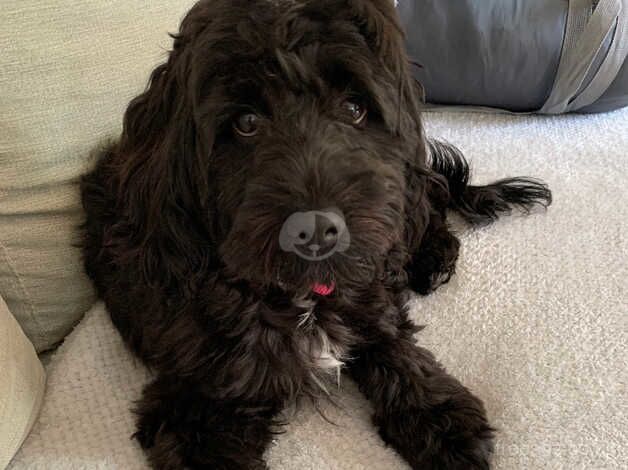 Cockapoo for sale in Exeter, Devon - Image 4