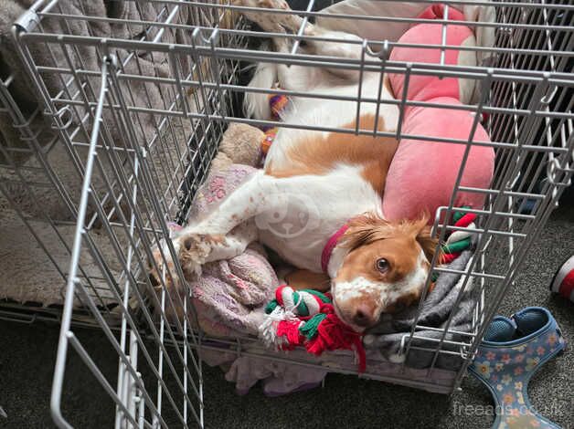 Cockapoo for sale in Fareham, Hampshire - Image 2