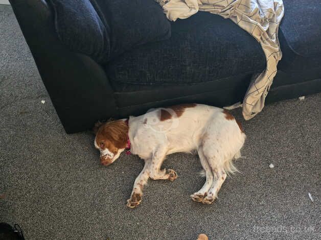 Cockapoo for sale in Fareham, Hampshire - Image 3