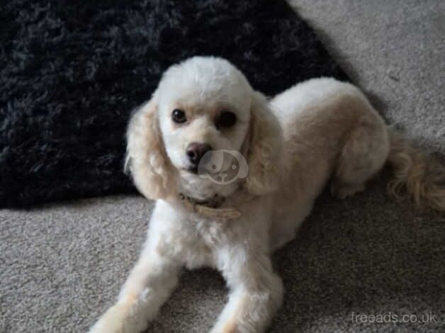 Cockapoo for sale in Kingston upon Hull, East Riding of Yorkshire - Image 1