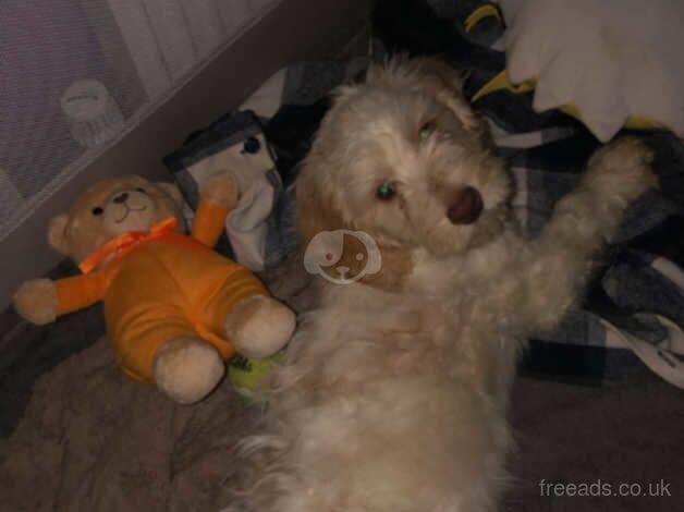 Cockapoo for sale in Ipswich, Suffolk - Image 1