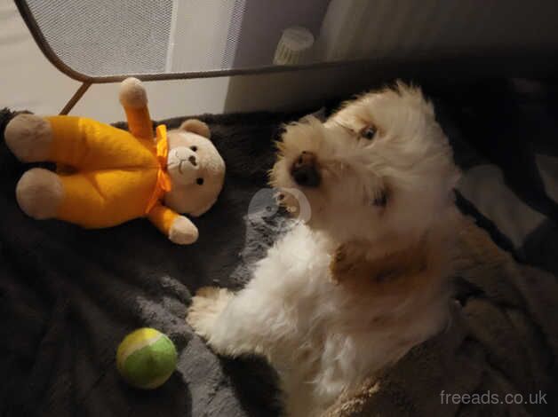 Cockapoo for sale in Ipswich, Suffolk - Image 4