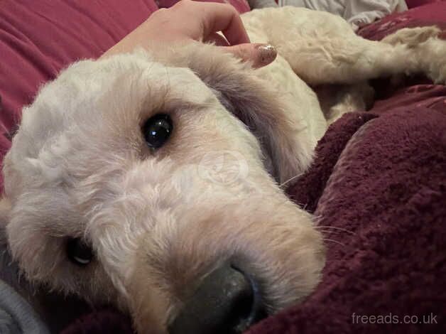 Cockapoo for sale in Kidderminster, Worcestershire - Image 1