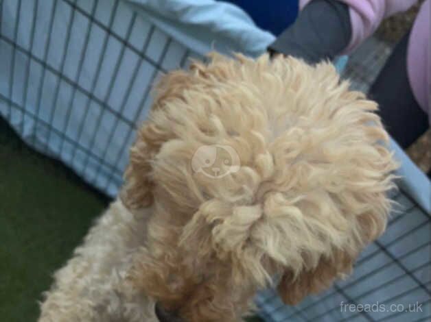 Cockapoo for sale in Leicester, Leicestershire