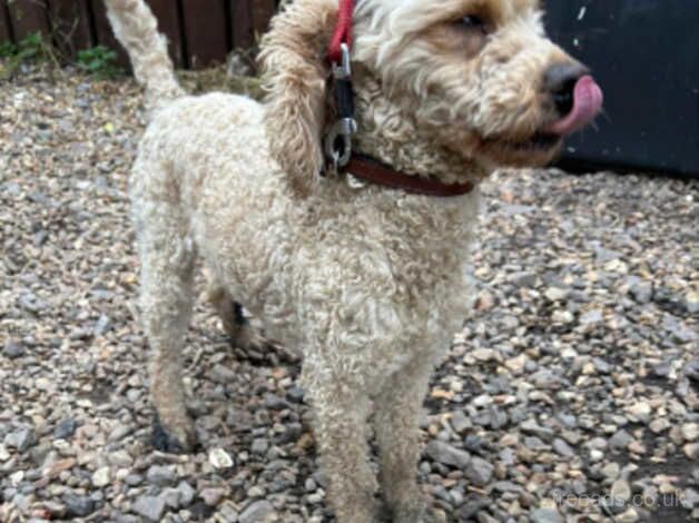 Cockapoo for sale in Leicester, Leicestershire - Image 2