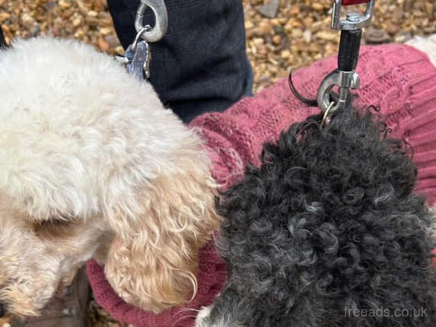 Cockapoo for sale in Leicester, Leicestershire - Image 3