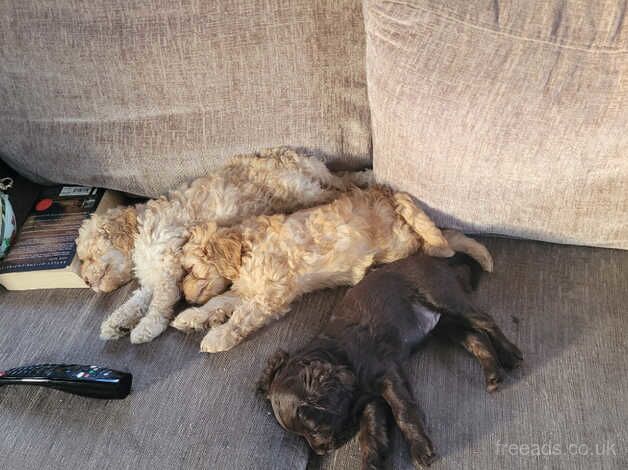 Cockapoo for sale in Lincoln, Lincolnshire