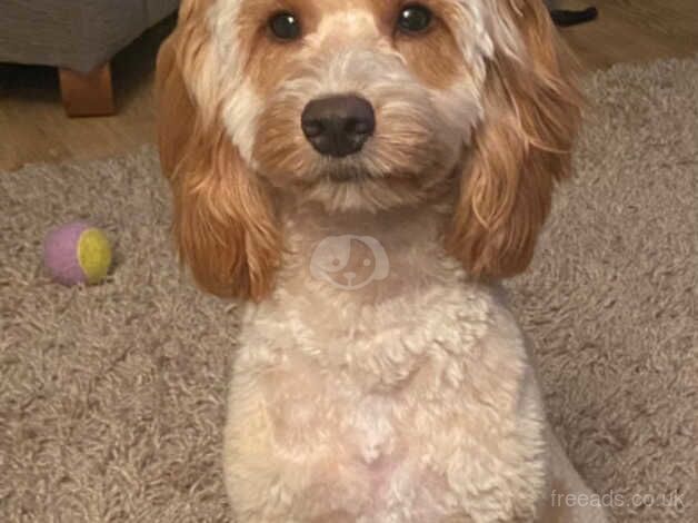 Cockapoo for sale in Margate, Kent