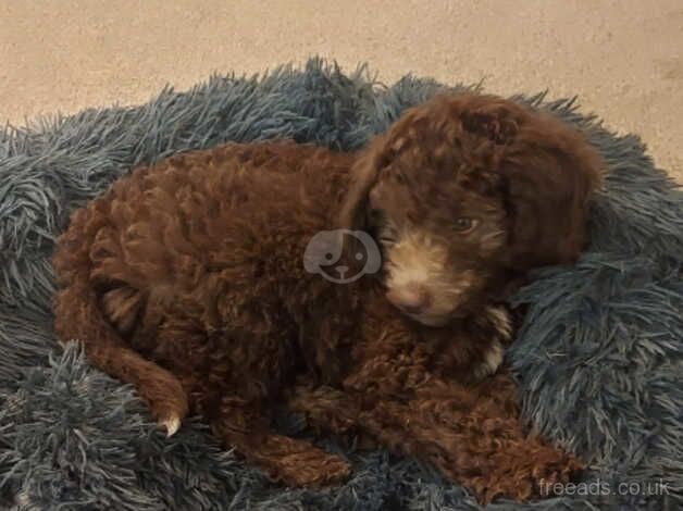 Cockapoo for sale in Northallerton, North Yorkshire