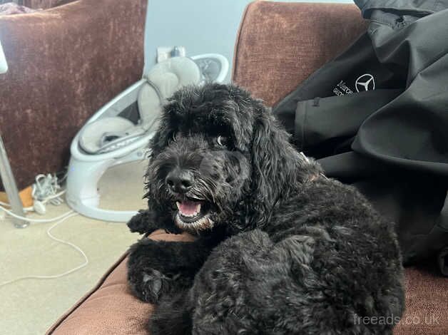 Cockapoo for sale in Milton Keynes, Buckinghamshire