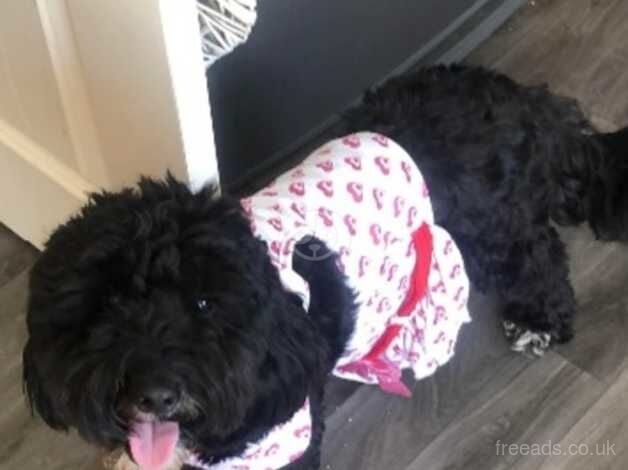 Cockapoo for sale in Milton Keynes, Buckinghamshire - Image 3