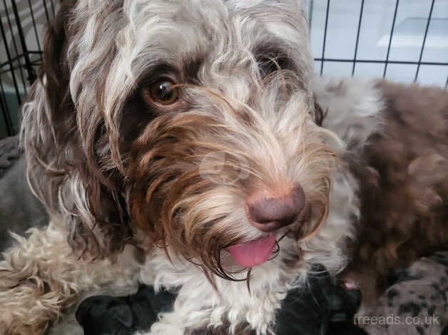 Cockapoo for sale in Sunderland, Cumbria - Image 1