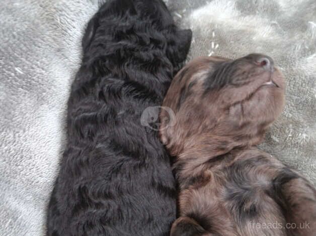 Cockapoo for sale in Sunderland, Cumbria - Image 5