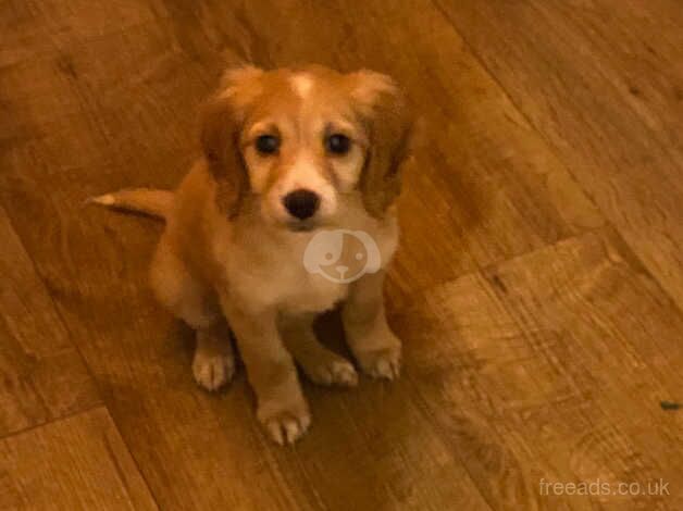 Cockapoo for sale in Tilbury, Essex