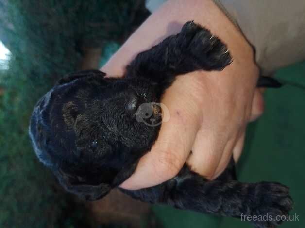 Cockapoo for sale in Wellingborough, Northamptonshire - Image 5