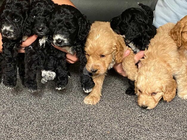 Cockapoo for sale in Wigan, Greater Manchester - Image 1