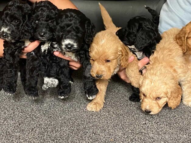 Cockapoo for sale in Wigan, Greater Manchester - Image 2