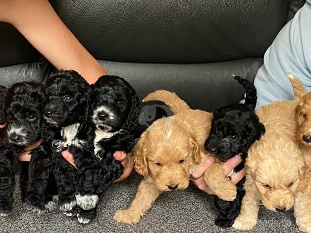 Cockapoo for sale in Wigan, Greater Manchester - Image 5