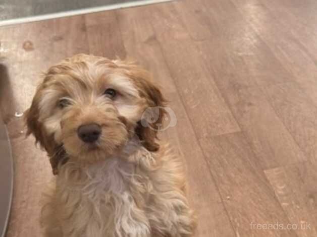 Cockapoo male 4 months for sale in Southampton, Hampshire