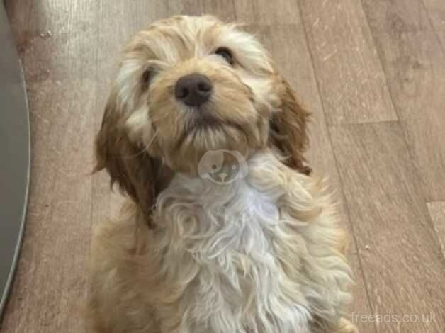 Cockapoo male 4 months for sale in Southampton, Hampshire - Image 2