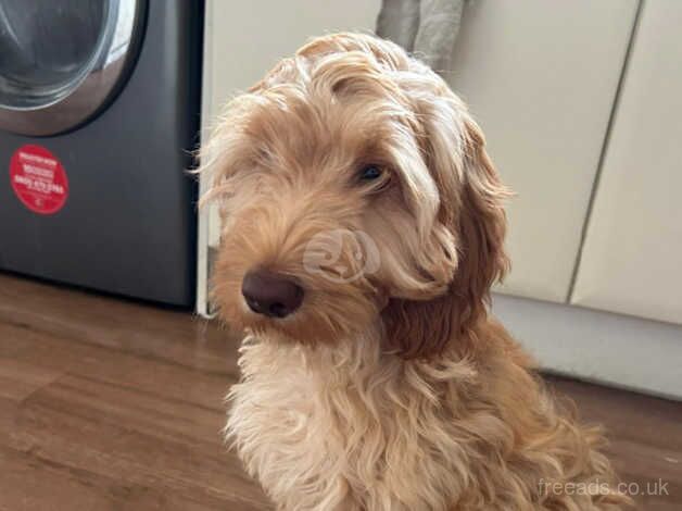 Cockapoo male 4 months for sale in Southampton, Hampshire - Image 4