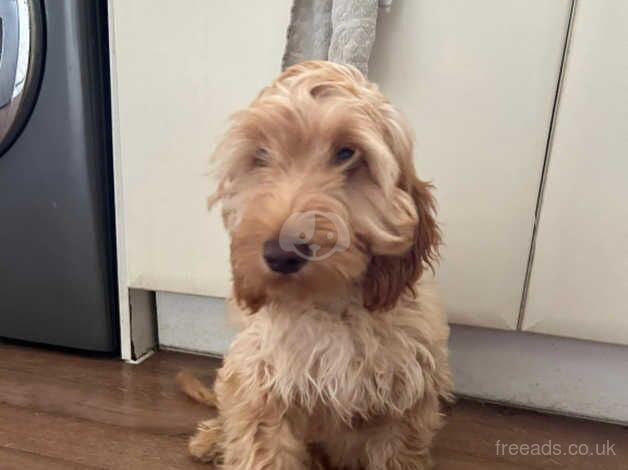 Cockapoo male 4 months for sale in Southampton, Hampshire - Image 5