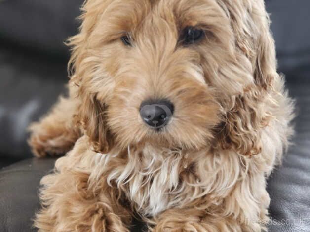 Cockapoo male 8 months old for sale in Hythe, Kent