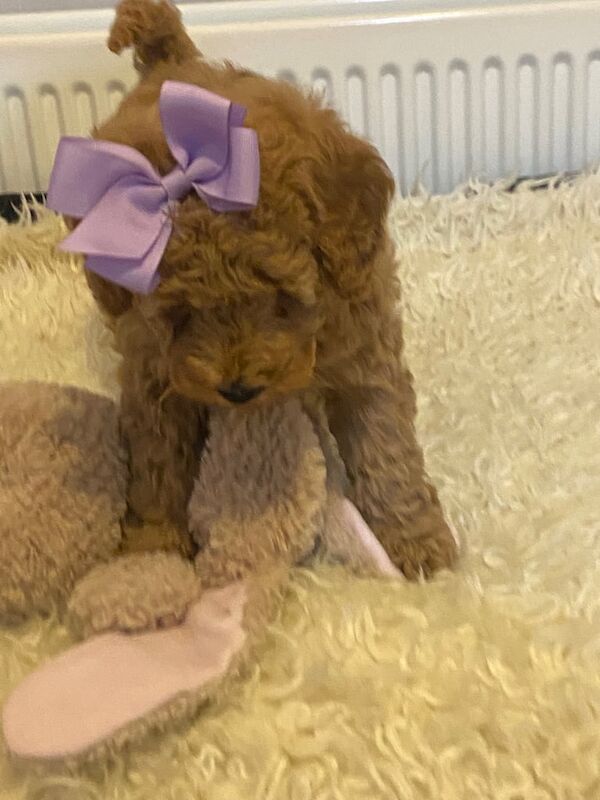 Cockapoo ( miniature) for sale in Keady, County Armagh