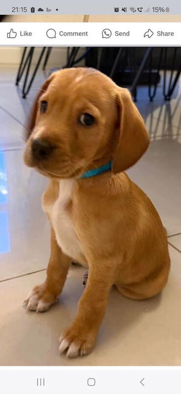 Cockapoo mix puppies for sale in Craigavon, County Armagh