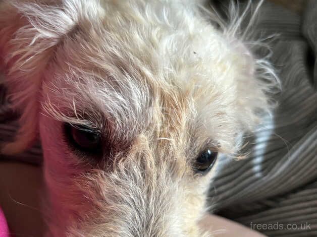 Cockapoo mixed Poodle for sale in London, City of London, Greater London - Image 1