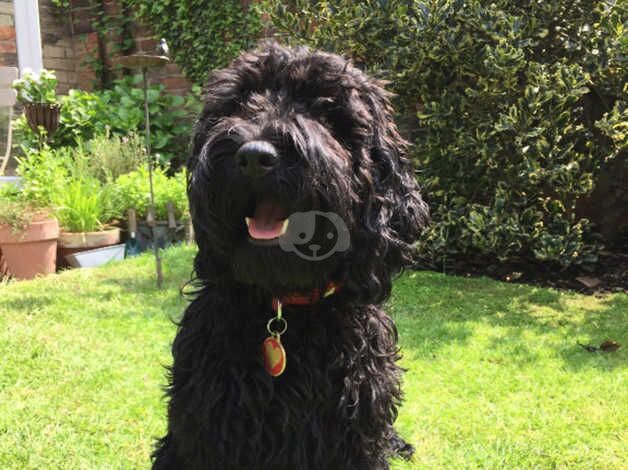 Cockapoo mixed Poodle for sale in London, City of London, Greater London - Image 2