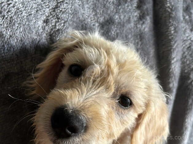 Cockapoo mixed Poodle for sale in London, City of London, Greater London - Image 3