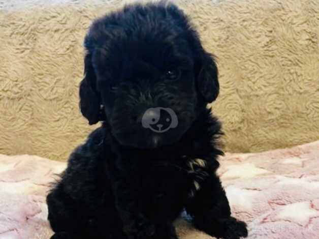 cockapoo on GIRL LEFT for sale in Rugby, Warwickshire