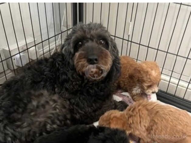 cockapoo on GIRL LEFT for sale in Rugby, Warwickshire - Image 3