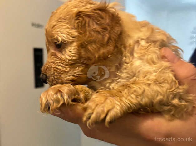 Cockapoo light cream / apricot for sale in Bridgend, Ceredigion - Image 1