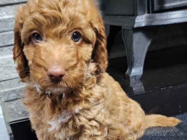 Cockapoo Only 3 girls left for sale in Jarrow, Tyne and Wear