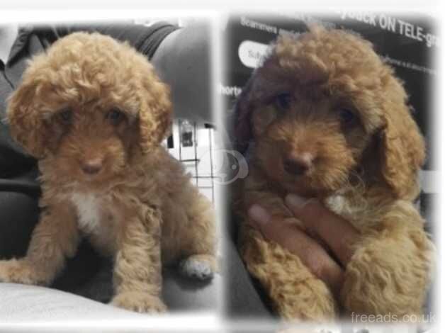 Cockapoo Only 3 girls left for sale in Jarrow, Tyne and Wear - Image 2