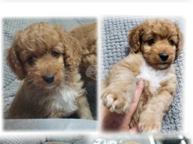 Cockapoo Only 3 girls left for sale in Jarrow, Tyne and Wear - Image 3