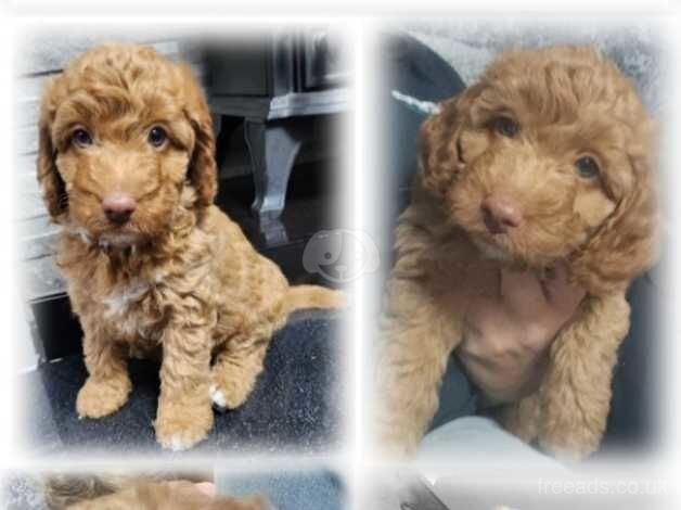 Cockapoo Only 3 girls left for sale in Jarrow, Tyne and Wear - Image 4