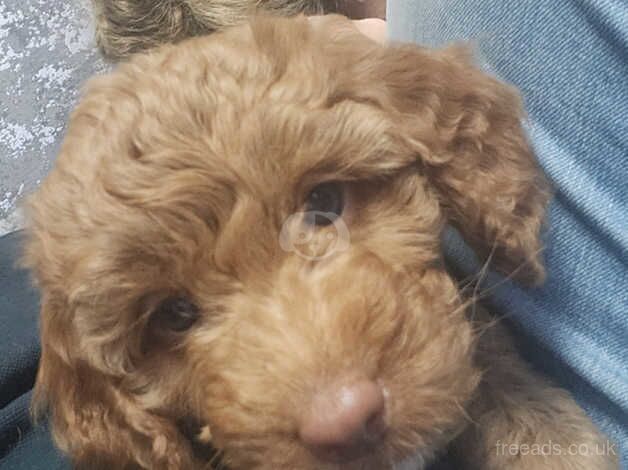 Cockapoo Only 3 girls left for sale in Jarrow, Tyne and Wear - Image 5